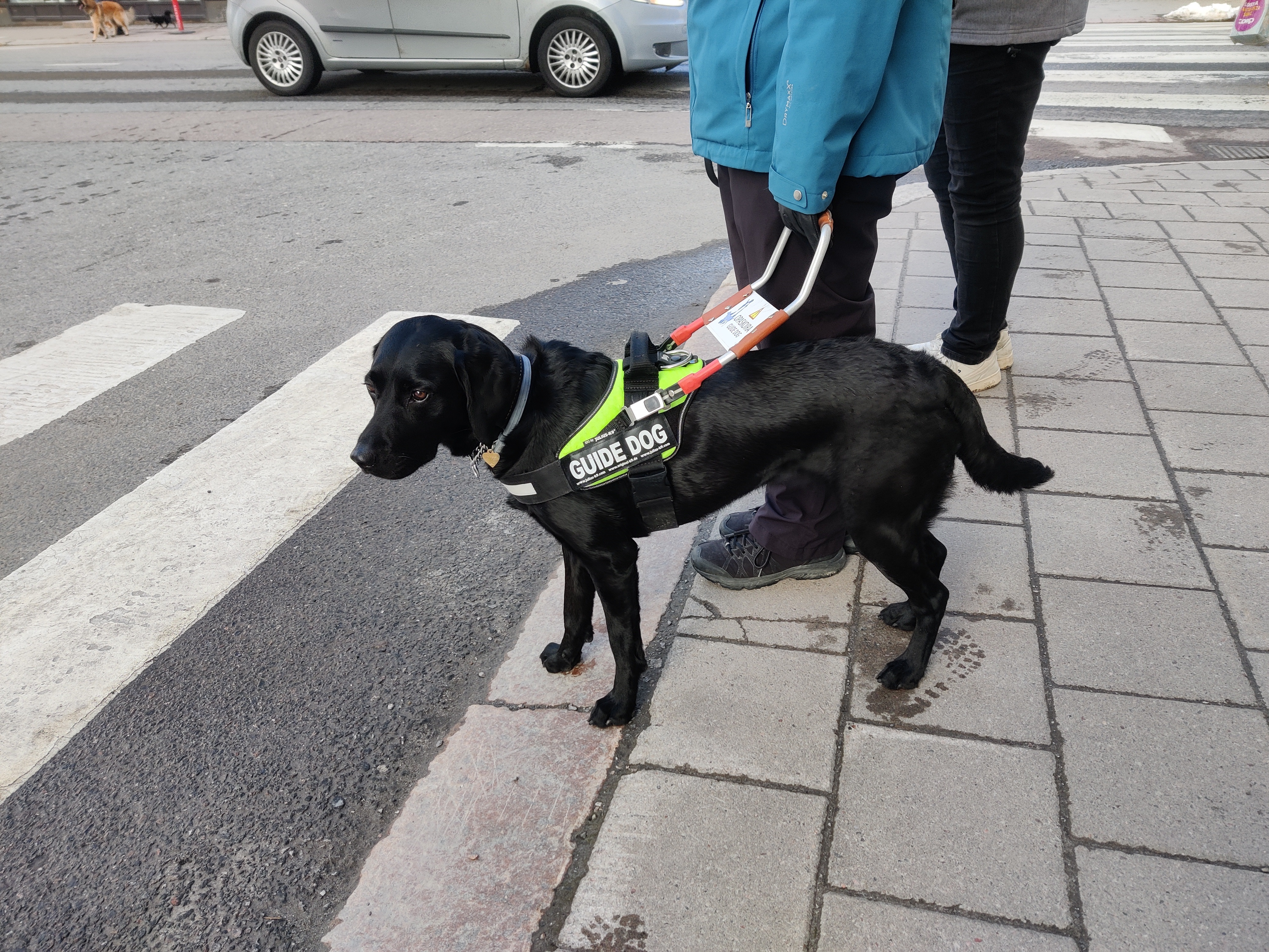 Assistance dogs interpret needs of the person they assist non-verbally